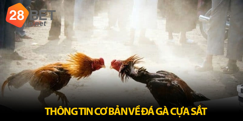 Đôi nét sơ lược cần biết về hình thức đá gà cựa sắt