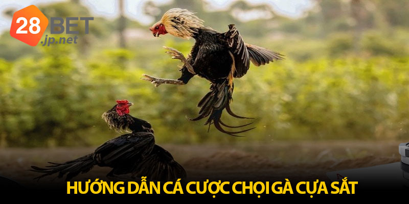 Chi tiết cách tham gia đặt cược chọi gà cựa sắt