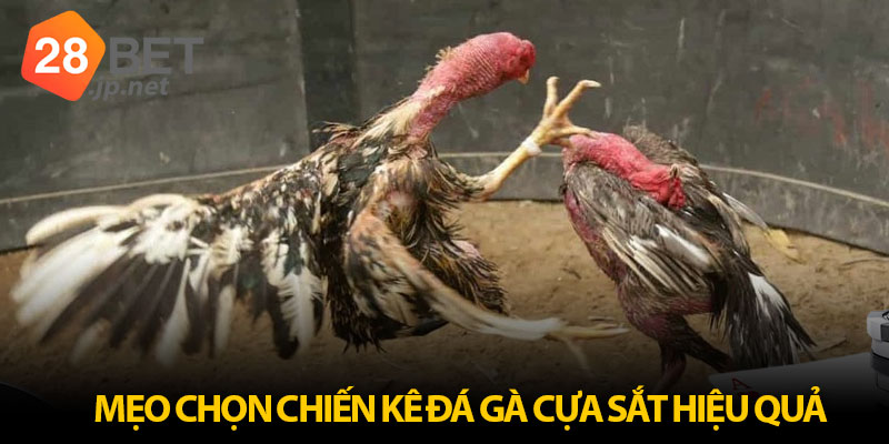 Mẹo chọn chiến kê cựa sắt tăng tỷ lệ thắng cược